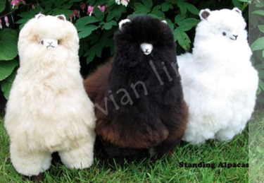 Alpaca Standing/ Cushing